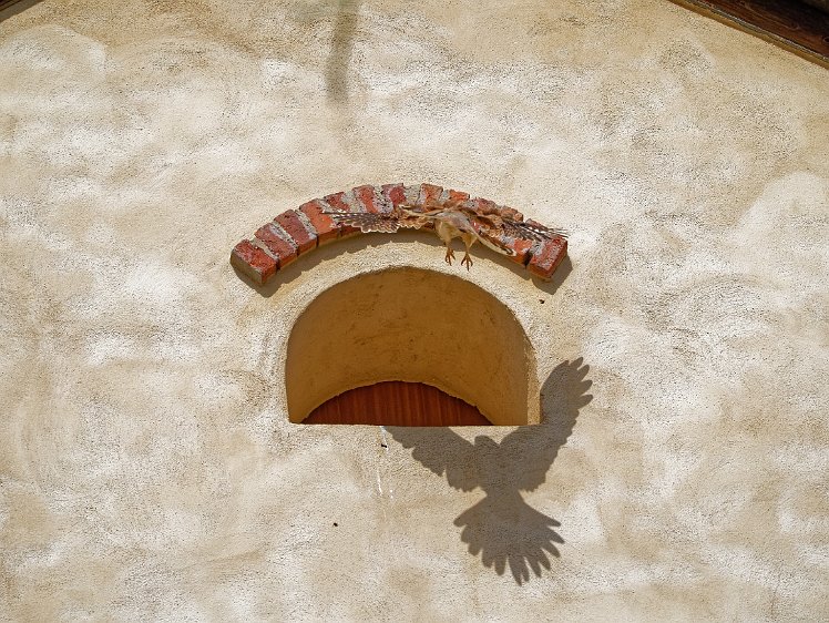 Kestel in the Vosges